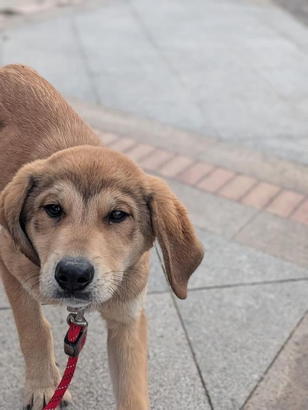 💛 Nala: Un Cuore Salvato Che Cerca La Sua Casa Per Sempre 💛